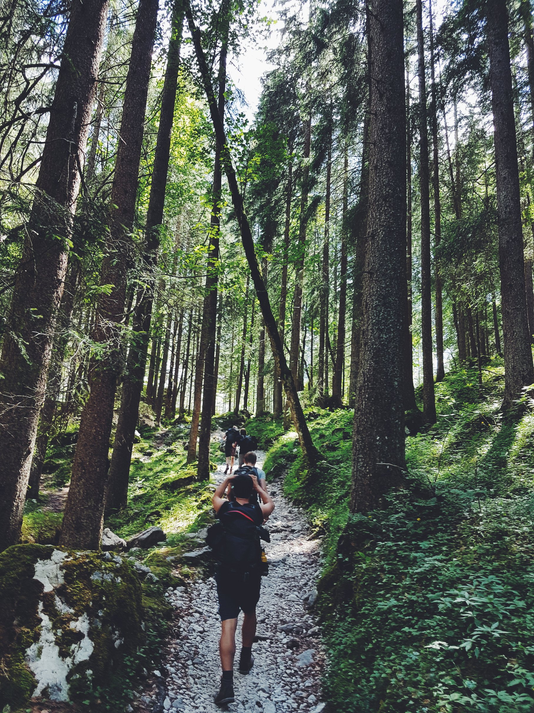 Four People Walking on Gray Path Surrounded by Tall Trees